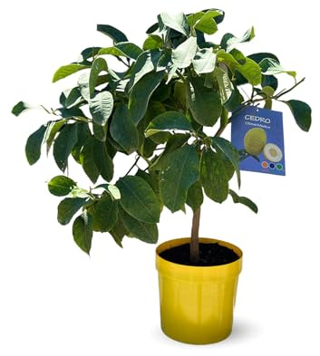 Attitude Jardin - Cédratier - citrus medica - agrume méditerranéen - arbre fruitier - 75-85 cm - ⌀ 22 cm
