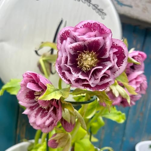 christrosen winterhart - garten bodendecker mehrjährig 85samen