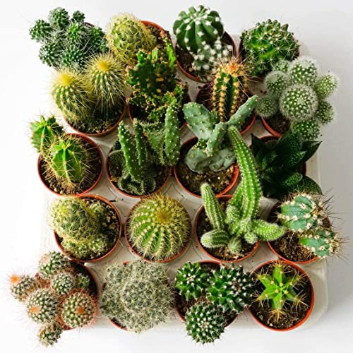 Italy Green Life - Set di 3 Cactus Veri con Spine vaso da 6,5cm | Mini Piante da Interno ed Esterno | Cactus Resistenti per Scrivania, Casa e Ufficio | Regali Ecosostenibili, Bomboniere Naturali