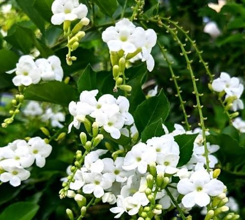 100 graines de fleurs blanches Duranta