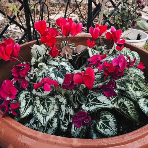 semi resistenti di ciclamino decorazione da giardino per esterni, tappeto to ciclamino semi di perenni resistenti all'esterno ornamentali 350pcs