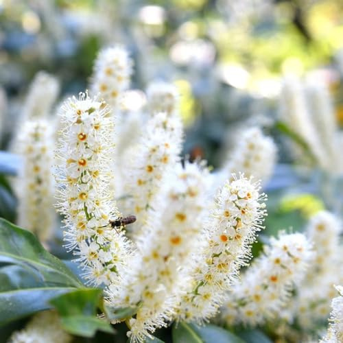 semi di alloro ciliegia - biologici decorative, esotiche da balcone giardino, resistenti 500pcs