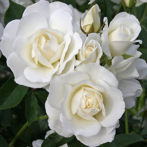 Heirloom Shrub Roses, Live Own Root Plant for Outdoor Garden, Iceberg®, Lightly Fragrant, Hardiness Zones: 5-10, Continual Blooming