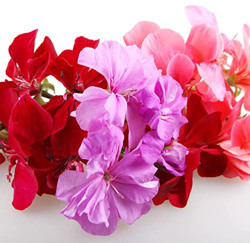 Geranium Plants, 'Mixed', 12 x Compact Plant Pack, Bedding Plants, Garden Ready, Ready to Plant, Premium Quality Geraniums