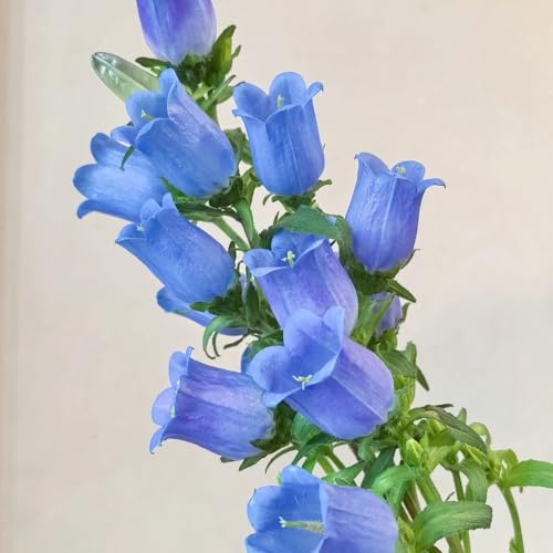 glockenblume - campanula medium - zierblumen blumendeko glockenblumesamen für sonnige plätze seltene, wohnzimmer deko frühlingsblume 130pcs