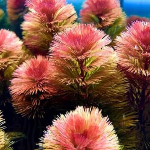 wassersamen teich - aquarium büropflanzen immergrüne kräuterbeet 500pcs