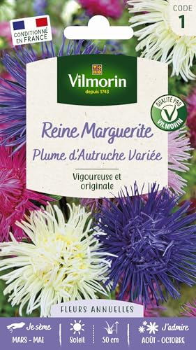 Reine-Marguerite Plume d’Autruche Variée