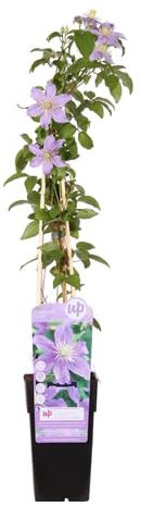 Planta Natural de Clematis Trepadora de Exterior en Maceta