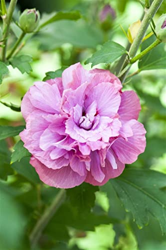 Gartenhibiskus Hibiscus syriacus Duc de Brabant 80 cm Stamm winterhart | Sichtschutz, sonniger Standort, blühfreudig, schnittverträglich, ideal für Beet, Terrasse und Balkon, robustes Ziergehölz