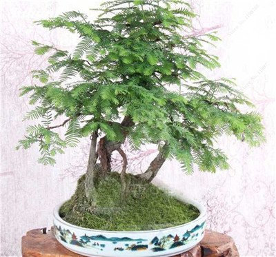 Seeds Happy Farm 30 PC Mini agramsa Redwood Seeds Sequoia Bonsai agrifoglio Seeds of Perennial Garden do it Yourself do it Yourself Gardening Flowers vases of Flowers 13