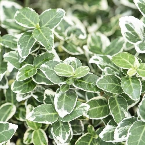 Kletter Staude 6 Pflanzen Ø9 cm 10-25 cm | winterhart und pflegeleicht, für Beet und Kübel, bienenfreundlich, robuster Wuchs