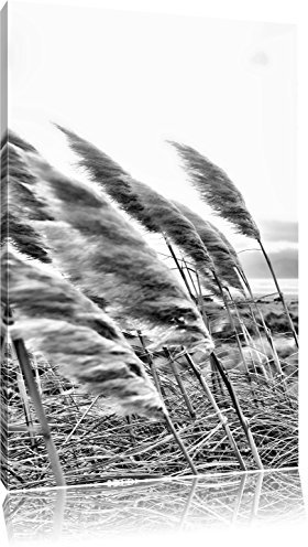 Pixxprint Monocrome, Schönes Schilf in den Dünen, Größe: 120x80cm, Leinwandbild, fertig gespannt, Wandbild, Dekoration, Kunstdruck, kein Poster