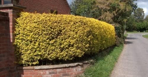 F&G Supplies Golden Privet (Ligustrum ovalifolium 'Aureum') Evergreen Hedging Plants Low Maintenance Hedge Bare Root - 4 Sizes to Choose from! (Single - Packs of 10) (10, 2ft (60cm))