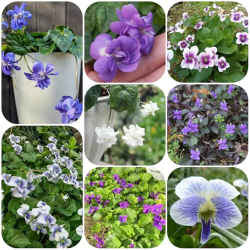 semillas de violeta dulce viola odorata de silvestres, balcón, decoración de jardín para exteriores 75pcs