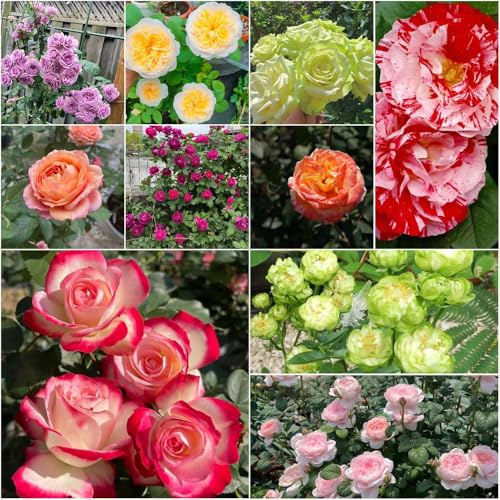 Tallo de rosa resistente - semillas de exterior Rosas perfumadas, aroma fuerte, resistentes - raras interior jardín en trepadoras resistentes 200pcs