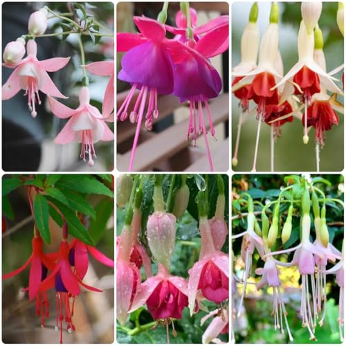 fuchsien seltene, wohnzimmer deko fuchsiensamen blumensamen balkon, winterharte kübelpflanzen blumenbeet, exotische winterhart blumenwiese 35pcs