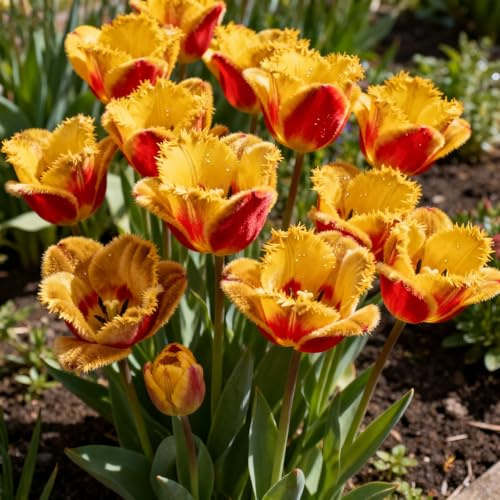 Wunderschönes Tulpenrhizom, überraschend wachsend, mehrjährig, geeignet für Frühling und Herbst, Gartenschau, kein Gießen erforderlich-4Rhizom-F