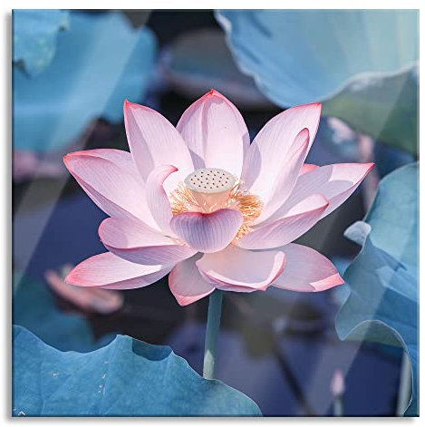 Pixxprint Glasbild, Wandbild auf Echtglas, Rosa blühender Lotus Nahaufnahme, 50x50 cm, inkl. Aufhängung und Abstandshalter