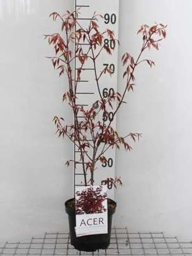 Acer palm. 'Atropurpureum' - Erable Du Japon Pourpre, Erable Pourpre Du Japon 50-60 cm en pot