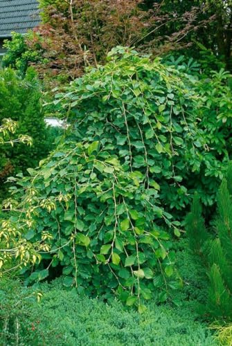 Japanische Zaubernuss Hamamelis japonica Pendula 125-150 cm winterhart | Hängender Wuchs, gelbe Winterblüte, sonniger bis halbschattiger Standort, robust, ideal als Solitär im Ziergarten