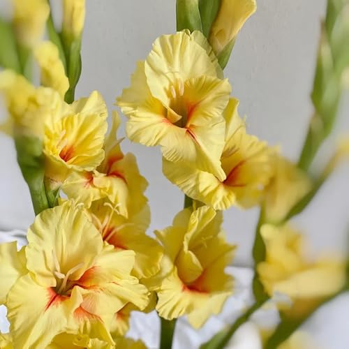15bulbi I di gladiolo sono perenni resistenti per luoghi soleggiati, giardino di gladiolo resistenti per il giardino