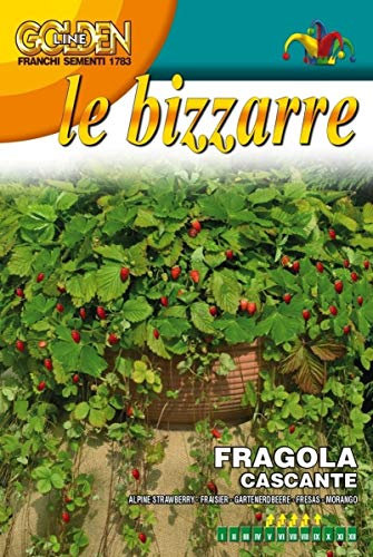 SEMI DI FRAGOLA CASCANTE ALPINA attila - FRANCHI SEMENTI SELEZIONATE GLBZ63/4