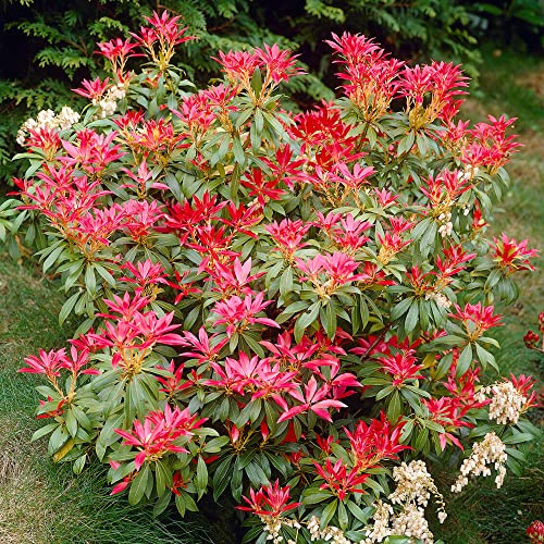 GardenersDream Pieris Japonica Forest Flame – Plante d'extérieur à feuillage persistant – Arbuste fleuri coloré nécessitant peu d'entretien (pot de 2L inclus)