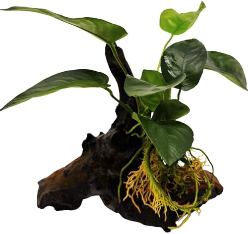 WASSERPFLANZEN WOLFF - Mopani-Wurzel mit Breitblättrigem Speerblatt – Anubias barteri | Robuste Aufsitzerpflanze & Vordergrundpflanze | barschfest, pflegeleicht & langlebig | Bicolor-Eisenholz