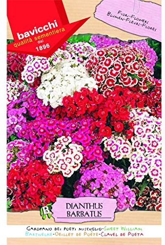 Bavicchi busta semi fiori Garofano dei poeti miscuglio