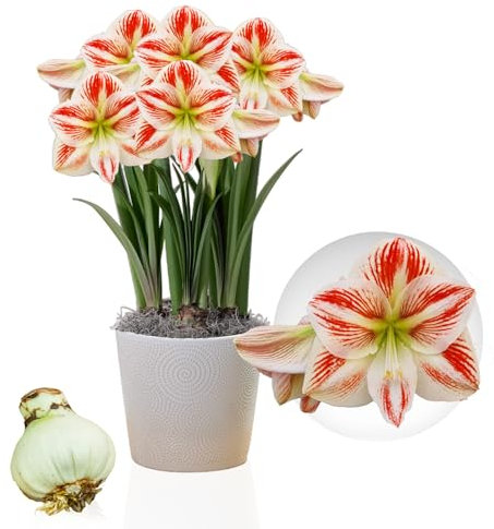 Bulbi di Amaryllis Clown - 1 bulbi fiori in grande formato 26/30 - Piante e fiori esclusivi dall'Olanda - Autentici Hippeastrum (senza semi, senza cera e non artificiali)