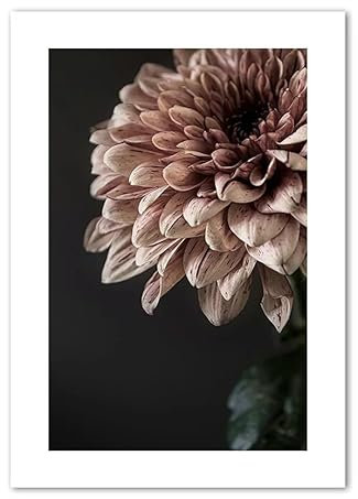 Nordic Modern Dahlie Pinnata Blumen Nordische Wandkunst Leinwand Malerei Landschaft Wandbilder for Wohnzimmer Dekor (Color : A, Size : 50x70cm no frame)
