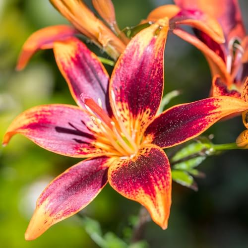 Bulbos de LILIUM (LIRIOS) | Bulbos de los mejores productores holandeses | Selección exclusiva y control de calidad | Floración garantizada. (2 Lirios Whistler)