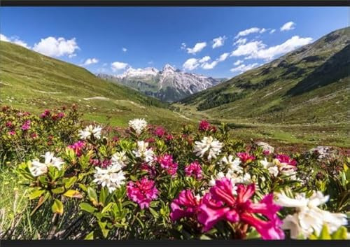 robertharding White and Fuchsia Rhododendrons, Spluga Pass Print - Poster Print A2 (59.4 x 42cm) (17827850)