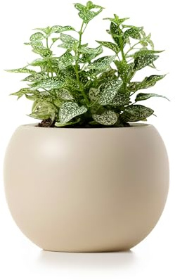 LAMENICO Ceramic Self Watering Plant Pot | 6.8 Inch Pot with 4.5 Inch Inner Pot for Small Plants | Ivory Pot for Indoor Plants | Round Self Watering Planter | Bottom Watering Pots for Indoor Plants