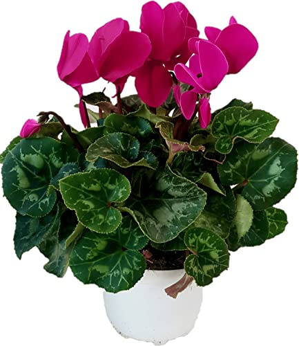 Ciclamino Fucsia in Vaso | Pianta Ornamentale da Interno ed Esterno | Fiore Autunnale e Invernale, Resistente e Decorativo, Idea Regalo per la Casa o il Giardino
