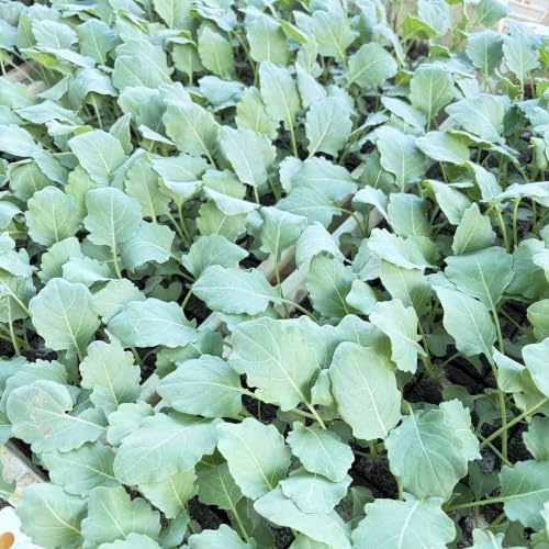 Kohlrabi Jungpflanzen 6er Set Superschmelz Gemüsepflanzen