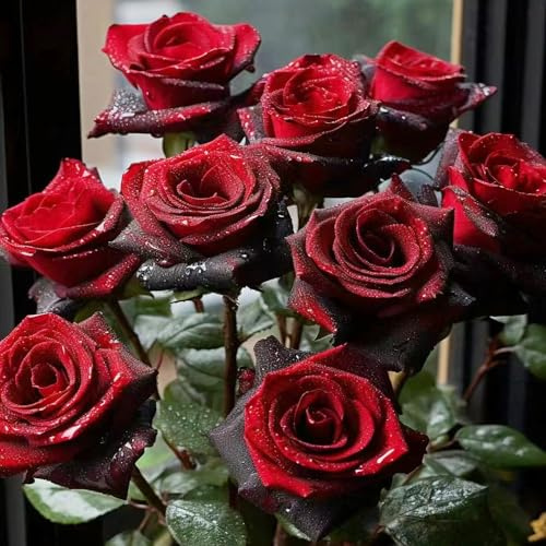800 piezas semillas de rosas perennes, Decoración balcón rosa