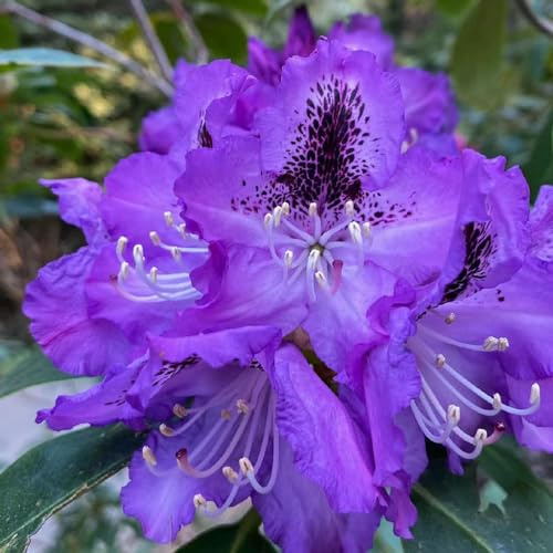 semi di rododendro, azalea resistente, giardino decorativi perenni 10pcs