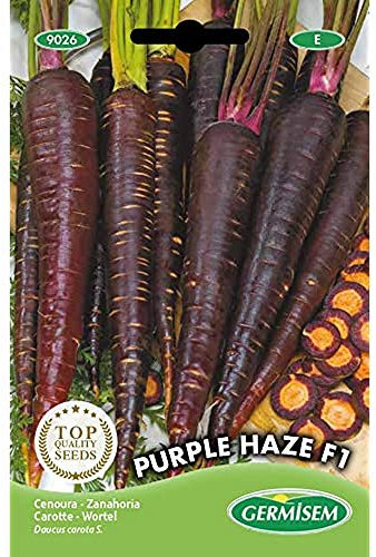 Germisem Purple Haze F1 Carota 300 Semi