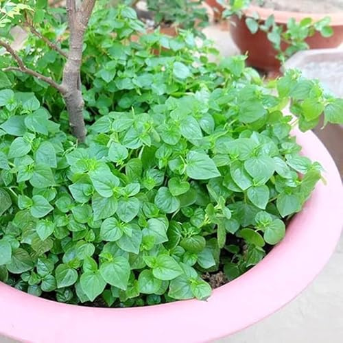 2000+ Seeds Crab Claw Herb Seeds rau cang cua Pepper Elder Shining Bush Plant Peperomia Pellucida Vegetable Seeds Organic Non-GMO Seeds