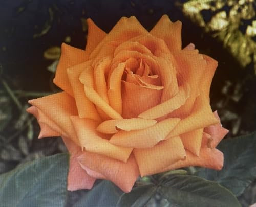 ‘Heart of Gold’ - Apricot Yellow - Hybrid Tea Rose – 4L Potted