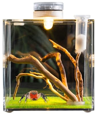 Qfdiwr Hoppspindel, hagge, hoppspindel, habitat, akryl fågelspindlar inhägnad, spindlar terrarium-kit, hoppspindelbur, skalbagge terrarium, insektterrarium, 5,5 x 5,5 x 5,5 cm