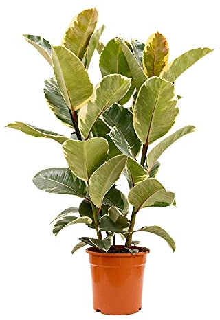 Bonplants Ficus Elastica, Elegante Pianta Vera, Fico del Caucciù, Vaso 21 cm (Tineke Vaso da Vivaio)