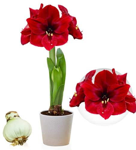 Bulbi di Amaryllis Dark Passion - 1 bulbi fiori in grande formato 26/30 - Piante e fiori esclusivi dall'Olanda - Autentici Hippeastrum (senza semi, senza cera e non artificiali)