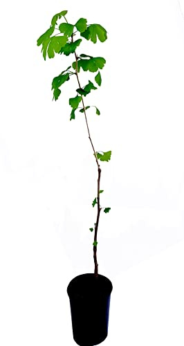 Seedeo® Ginkgo (Ginkgo biloba) Pflanze 50 cm hoch