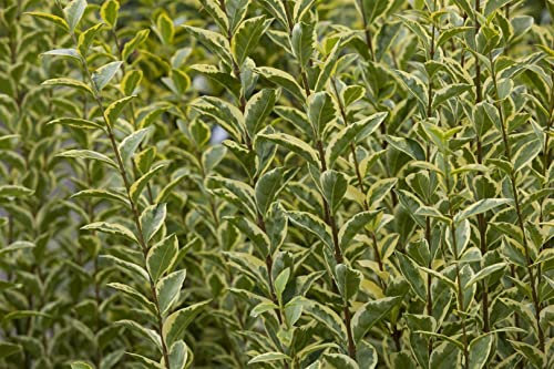 Goldliguster Ligustrum ovalifolium Aureum 40 cm Stamm winterhart