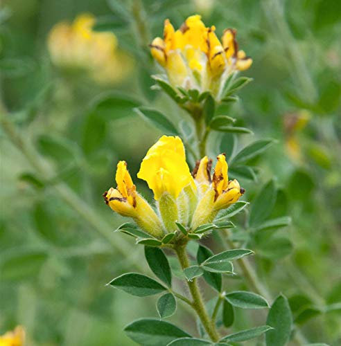 Alpen Ginster 20-30cm - Cytisus falcatus