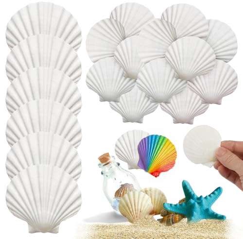 25 Piezas Blanco Grandes Conchas Naturales, 5-7 Cm Marinas Naturales Conchas, para Artesanías Bodas Decoran Fiestas Temáticas De Playa