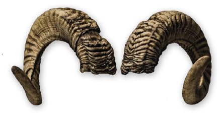 Generisch Widder Hörner ca. 64cm - Naturgetreue Tier-Kunsthörner, handgefertigt, robust & leicht – Ideal für Krampus, Perchten, Partys & Themenveranstaltungen und Deko von Motes Masken. (Widder H8)
