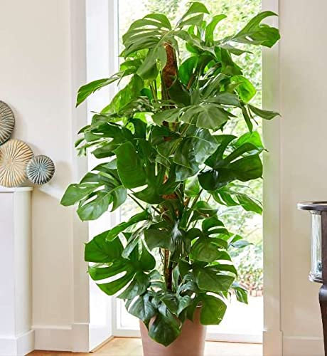 Plant Theory 120cm XL Monstera Deliciosa on Moss Pole Swiss Cheese Plant XL 24cm Pot